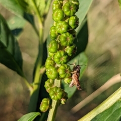 Phytolacca octandra (Inkweed) at Watson, ACT - 2 Jan 2022 by sbittinger