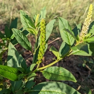 Phytolacca octandra at Watson, ACT - 3 Jan 2022 07:13 AM