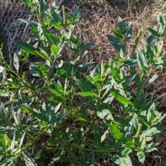 Phytolacca octandra at Watson, ACT - 3 Jan 2022