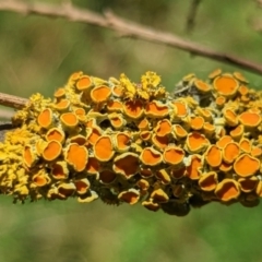 Teloschistes sp. (genus) (A lichen) at Watson, ACT - 2 Jan 2022 by sbittinger