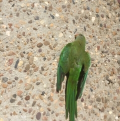 Polytelis swainsonii (Superb Parrot) at Acton, ACT - 22 Dec 2021 by jgiacon