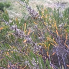 Acacia lanigera var. lanigera (Woolly Wattle, Hairy Wattle) at Bruce, ACT - 1 Jan 2022 by JohnGiacon