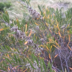 Acacia lanigera var. lanigera at Bruce, ACT - 1 Jan 2022