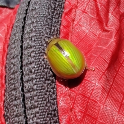 Paropsisterna hectica (A leaf beetle) at Geehi, NSW - 21 Dec 2021 by Philip