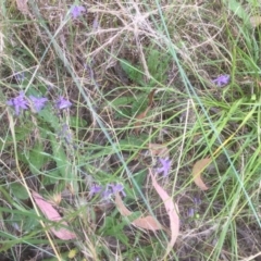 Caesia calliantha (Blue Grass-lily) at Bruce, ACT - 3 Jan 2022 by jgiacon