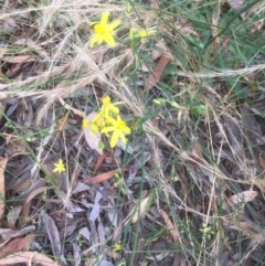 Tricoryne elatior (Yellow Rush Lily) at Flea Bog Flat to Emu Creek Corridor - 3 Jan 2022 by JohnGiacon