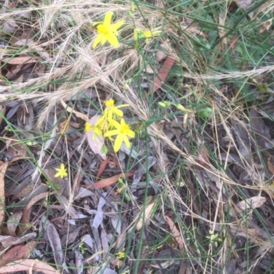 Tricoryne elatior (Yellow Rush Lily) at Aranda, ACT - 3 Jan 2022 by jgiacon