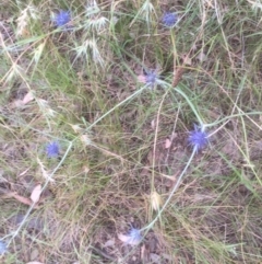 Eryngium ovinum (Blue Devil) at Flea Bog Flat to Emu Creek Corridor - 3 Jan 2022 by JohnGiacon
