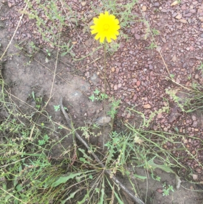 Hypochaeris radicata (Cat's Ear, Flatweed) at Forde, ACT - 18 Dec 2021 by jgiacon