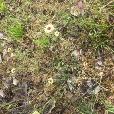 Tolpis barbata (Yellow Hawkweed) at Forde, ACT - 19 Dec 2021 by JohnGiacon