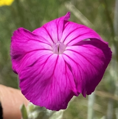 Silene coronaria (Rose Campion) at Mount Clear, ACT - 4 Jan 2022 by RAllen