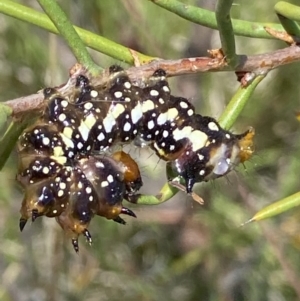 Psalidostetha banksiae at Mount Clear, ACT - 4 Jan 2022 12:34 PM