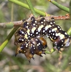 Psalidostetha banksiae at Mount Clear, ACT - 4 Jan 2022 12:34 PM