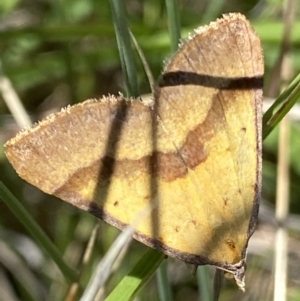 Anachloris subochraria at Mount Clear, ACT - 4 Jan 2022 12:33 PM