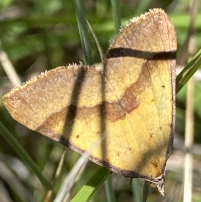 Anachloris subochraria (Golden Grass Carpet (Ennominae)) at Mount Clear, ACT - 4 Jan 2022 by RAllen