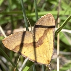 Anachloris subochraria at Mount Clear, ACT - 4 Jan 2022 12:33 PM