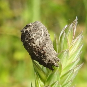 Cryptocephalinae (sub-family) at Stromlo, ACT - 7 Dec 2021 09:07 AM