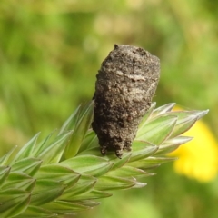 Cryptocephalinae (sub-family) at Stromlo, ACT - 7 Dec 2021 09:07 AM