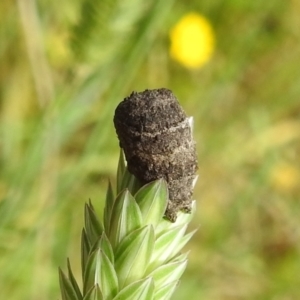 Cryptocephalinae (sub-family) at Stromlo, ACT - 7 Dec 2021 09:07 AM