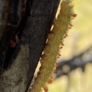 Trichiocercus (genus) at Mount Clear, ACT - 4 Jan 2022