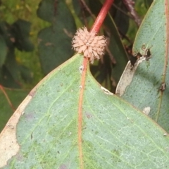 Paropsis atomaria at Stromlo, ACT - 4 Jan 2022