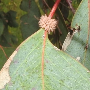 Paropsis atomaria at Stromlo, ACT - 4 Jan 2022