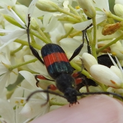 Obrida fascialis (One banded longicorn) at Stromlo, ACT - 4 Jan 2022 by HelenCross