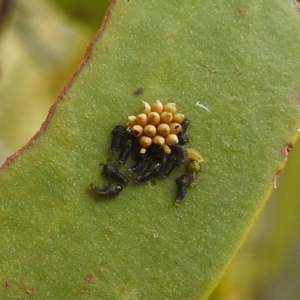 Chrysomelidae sp. (family) at Stromlo, ACT - 4 Jan 2022