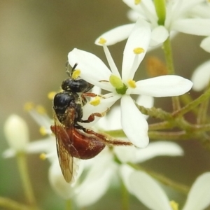 Exoneura sp. (genus) at Stromlo, ACT - 4 Jan 2022 05:25 PM