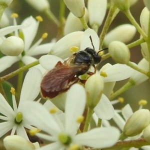 Exoneura sp. (genus) at Stromlo, ACT - 4 Jan 2022