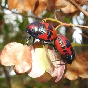 Choerocoris paganus at Stromlo, ACT - 4 Jan 2022