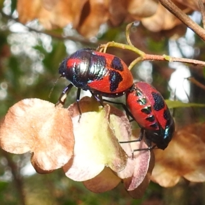 Choerocoris paganus (Ground shield bug) at Stromlo, ACT - 4 Jan 2022 by HelenCross