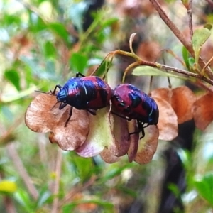 Choerocoris paganus at Stromlo, ACT - 4 Jan 2022