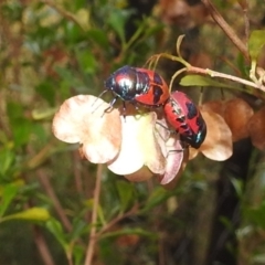 Choerocoris paganus at Stromlo, ACT - 4 Jan 2022 05:52 PM