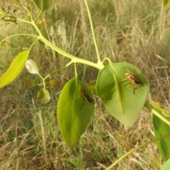 Pseudoperga lewisii at Stromlo, ACT - 4 Jan 2022