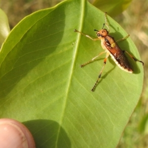 Pseudoperga lewisii at Stromlo, ACT - 4 Jan 2022