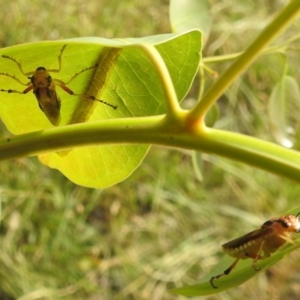 Pseudoperga lewisii at Stromlo, ACT - 4 Jan 2022