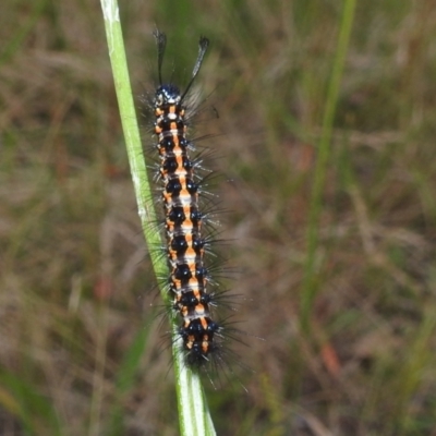 Nyctemera amicus (Senecio Moth, Magpie Moth, Cineraria Moth) at Stromlo, ACT - 24 Jan 2022 by HelenCross