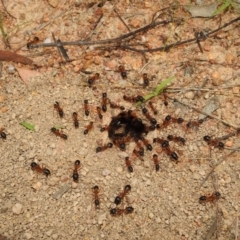 Camponotus consobrinus at Stromlo, ACT - 4 Jan 2022