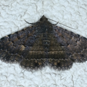 Diatenes aglossoides at Ainslie, ACT - 3 Jan 2022