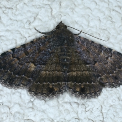 Diatenes aglossoides (An Erebid Moth) at Ainslie, ACT - 3 Jan 2022 by jb2602