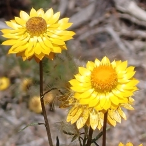 Xerochrysum viscosum at Mullion, NSW - 3 Jan 2022 10:57 AM