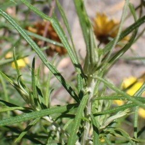 Xerochrysum viscosum at Mullion, NSW - 3 Jan 2022 10:57 AM