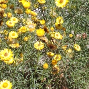 Xerochrysum viscosum at Mullion, NSW - 3 Jan 2022 10:57 AM