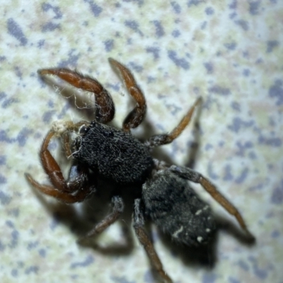 Holoplatys invenusta (Jumping spider) at Jerrabomberra, NSW - 4 Jan 2022 by Steve_Bok