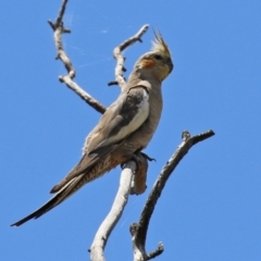 Nymphicus hollandicus (Cockatiel) at suppressed - 4 Jan 2022 by RodDeb