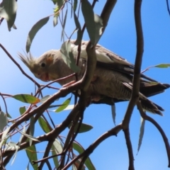 Nymphicus hollandicus at Pialligo, ACT - 4 Jan 2022