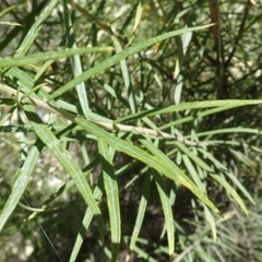 Cassinia longifolia at Mullion, NSW - 3 Jan 2022 10:55 AM