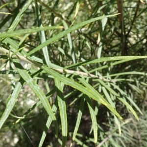 Cassinia longifolia at Mullion, NSW - 3 Jan 2022 10:55 AM