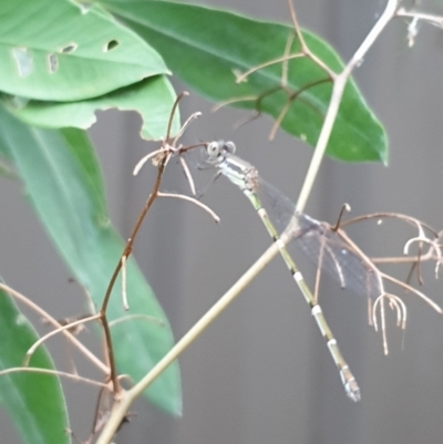 Austrolestes leda (Wandering Ringtail) at Albury, NSW - 4 Jan 2022 by ClaireSee